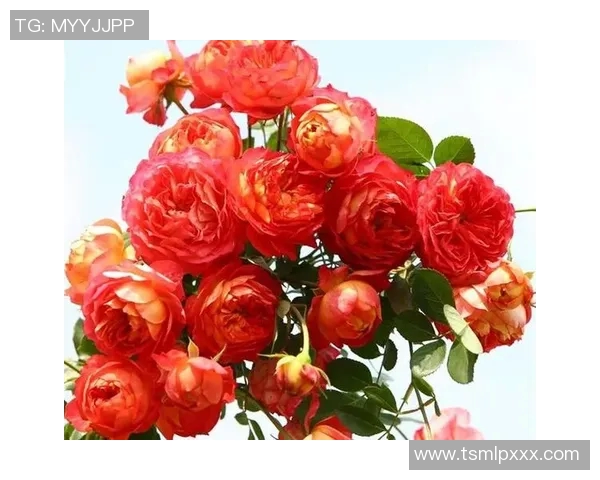 西班牙足球球星与爱侣共谱浪漫篇章打造甜蜜人生